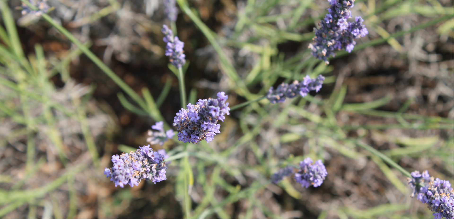 About Us  Lavanda del Lago