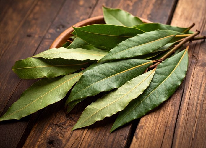 Mito, benefici e curiosità: i segreti dell’alloro