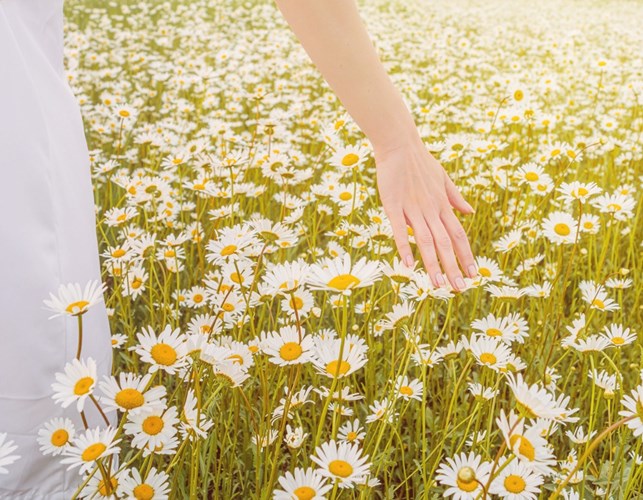 La Camomilla: il fiore della serenità e del benessere naturale
