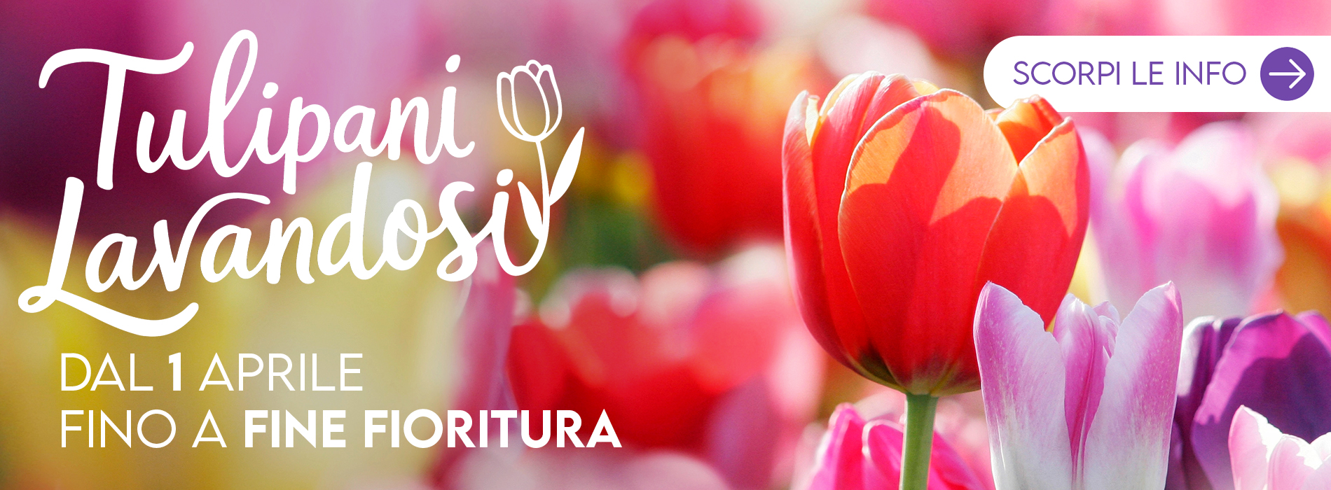 tulipani lavandosi 2026